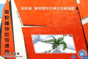 家政女皇20140630视频和笔记:李国强讲驱蚊植物,菖蒲驱蚊,驱蚊草,虎皮尖椒的制作