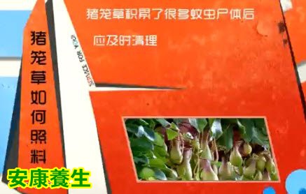 猪笼草是吃虫的植物。