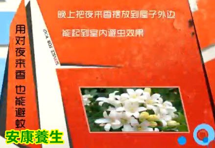 夜来香对于夜出性的昆虫有招引的作用，没有驱蚊作用