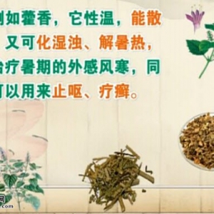 饮食养生汇20140701视频:张冰讲藿香的功效,薄荷的功效,金银花的功效,决明子的功效