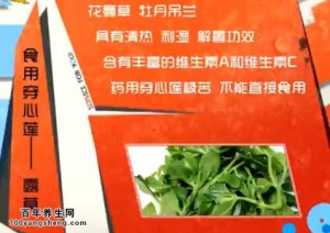 家政女皇20140701视频和笔记:刘钊讲穿心莲,小蓟,苜蓿,苦菊双吃