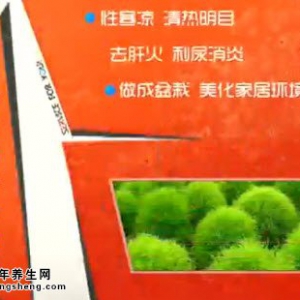 20140723家政女皇视频和笔记:张晔讲麻酱扫帚苗,扫帚苗的功效,地肤子,牛皮菜