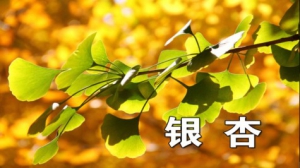 《养生堂》20141027视频笔记:王玉英讲古方今用1—话银杏、银杏叶的药用价值