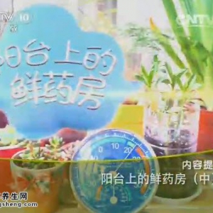《健康之路》20141027视频:钱会南讲藤三七的功效,月季的药用功效,天门冬根部的药用功效