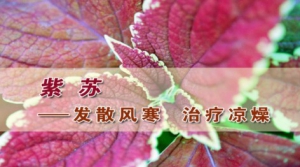 《养生堂》20141124视频:王玉英讲紫苏神奇的功效、紫苏的适应症、禁忌、注意事项
