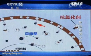 《健康之路》20150107视频和笔记:贾竑晓 于仁文讲含卵磷脂高的食物 抗氧化能力强的水果