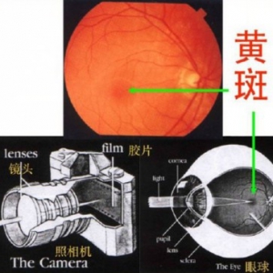 《养生堂》20150118视频和笔记:黎晓新讲白内障和黄斑病变的区别 如何预防黄斑病变