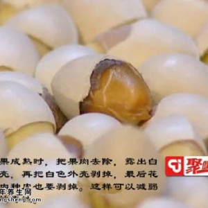 聚健康20150130视频和笔记:盐焗白果的制作方法 白果的功效及食用禁忌
