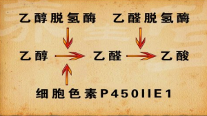 《养生堂》20150303视频和笔记:怎么喝酒不伤肝 药酒要怎样喝才对身体有好处