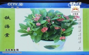 《健康之路》20150324视频和笔记:薄荷移栽的诀窍 哪种植物适合摆放在卧室