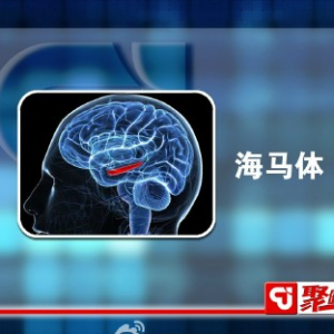 聚健康20150401视频和笔记:《练出最强大脑3》海马体萎缩与认知功能障碍的关系