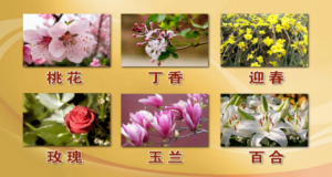 《养生堂》20150405视频和笔记:清明时节话野趣—2 槐花的功效及炮制方法 槐米的功效