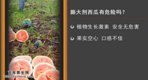 家政女皇20150420视频和笔记:生长激素膨大剂 中毒如何自救