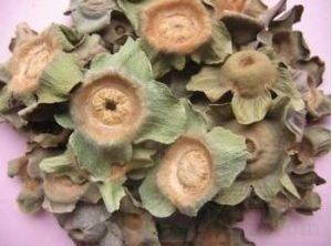 柿蒂的养生功效与药理作用