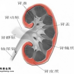艾问常识20150520视频和笔记:纪小龙讲肾囊肿 肾炎 肾癌