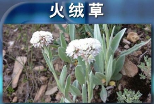聚健康20151013:《神奇藏医药-2》火绒草的功效  火灸的养生功效