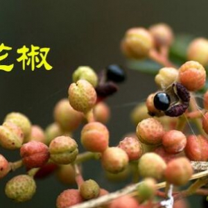 聚健康20151110:张冰讲《亦药亦食享天年》花椒的养生功效 沙棘陈皮汁