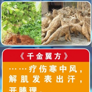 聚健康20151118：张冰讲解酒葛花汤  葛根丰胸到底靠不靠谱？
