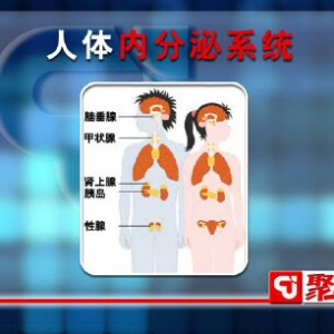 聚健康20151230视频笔记:张能维讲《享“瘦”生活》第九集人体分泌系统