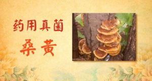 北京卫视20160719《养生堂》药用真菌、肺部结节、肺癌、食用真菌、益气养阴补血汤