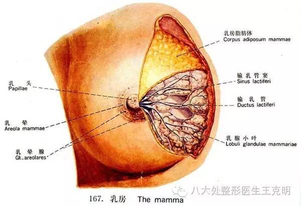 乳房整形项目大全