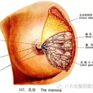 乳房整形项目大全