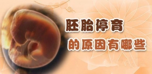 《科普》为什么胚胎会停育？