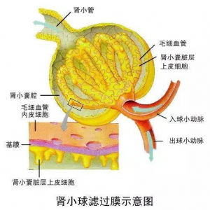 肾脏病患者不宜到高原环境