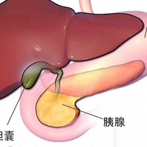 《科普》肝脏的5个主要功能