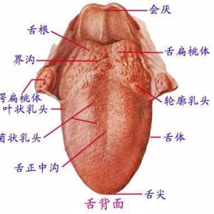 舌癌的早期症状表现与治疗