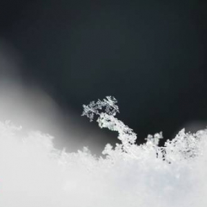小雪吃黑巧补肾