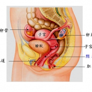 女人私处健康，你不知道的秘密