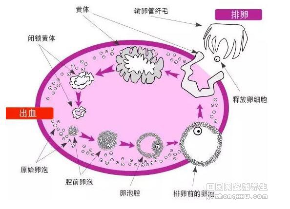 卵泡破裂有什么症状图片