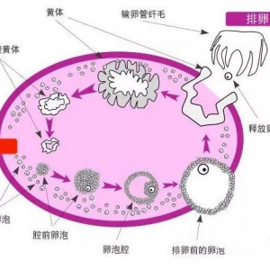 没人知道，女人也会“蛋疼”！