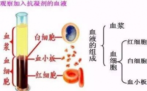 为什么医生总叫患者“查血”？