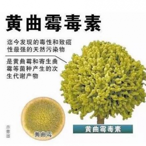 致命毒物黄曲霉素隐藏在哪些食物里你知道吗？