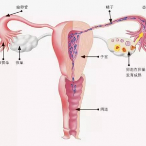 备孕该什么时间同房？