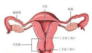 女性不孕的隐形杀手——子宫囊肿