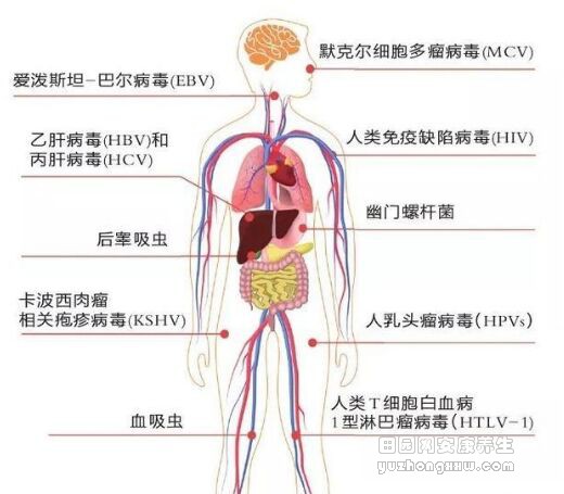 癌症会传染吗？