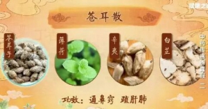 《健康之路》20190315《中药传言辨真假》(二)苍耳散,美白面膜,珍珠菊花茶